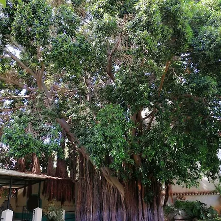 Estudio, Carihuela Park Palace Διαμέρισμα Τορρεμολίνος